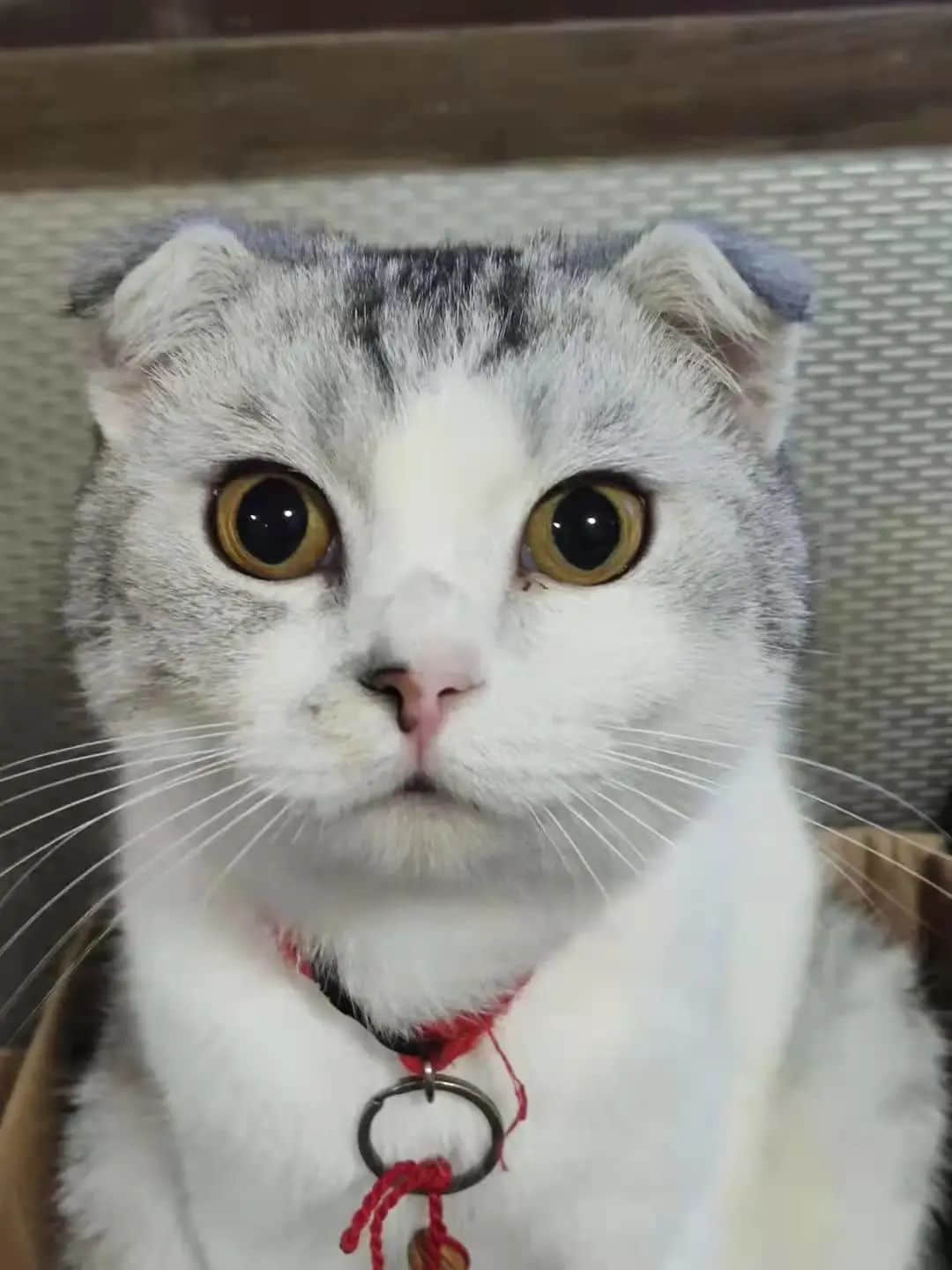 从我家的猫想到人类命运 || 莫依慈 从我家的猫想到人类命运 || 莫依慈