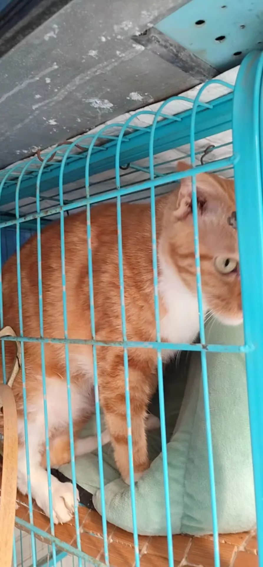 从我家的猫想到人类命运 || 莫依慈 从我家的猫想到人类命运 || 莫依慈