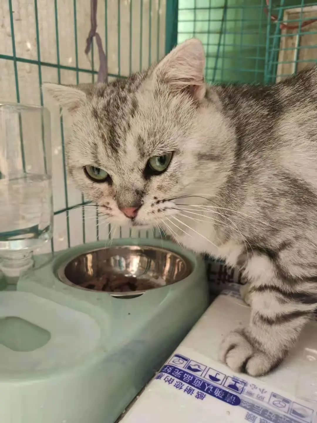 从我家的猫想到人类命运 || 莫依慈 从我家的猫想到人类命运 || 莫依慈