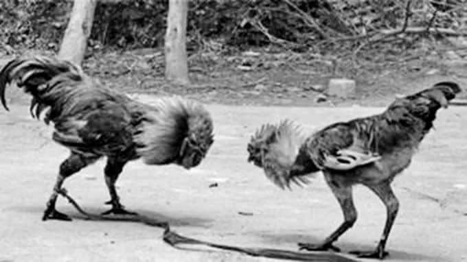 在家养鸡的趣事 || 李海明 在家养鸡的趣事 || 李海明