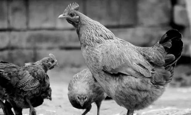 在家养鸡的趣事 || 李海明 在家养鸡的趣事 || 李海明