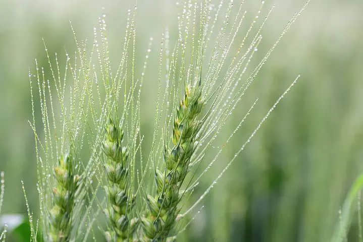 昔日农谚与今日地球变暖 || 莫依慈 昔日农谚与今日地球变暖 || 莫依慈