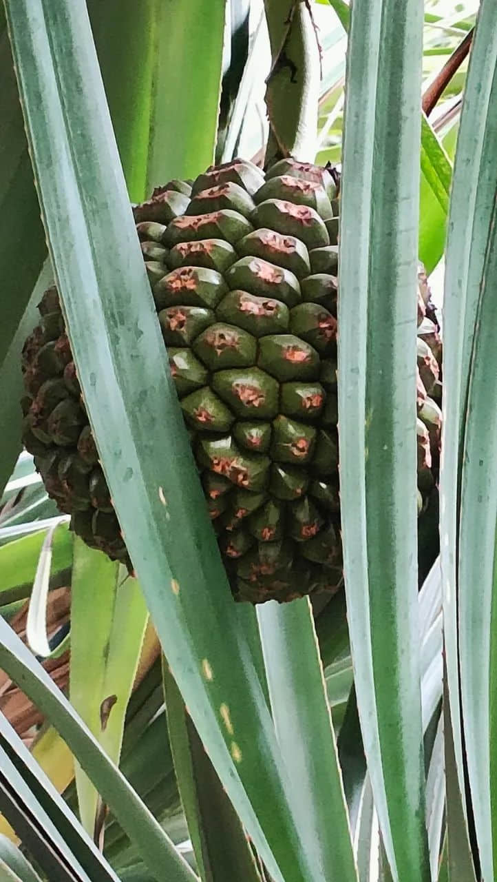 在广州的万绿丛中漫步 || 李健鸿 在广州的万绿丛中漫步 || 李健鸿