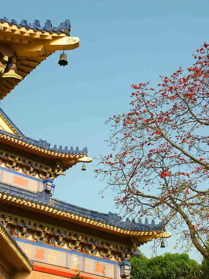 越秀山的木棉树,半里飞红惊火树 || 冯沛祖 越秀山的木棉树,半里飞红惊火树 || 冯沛祖