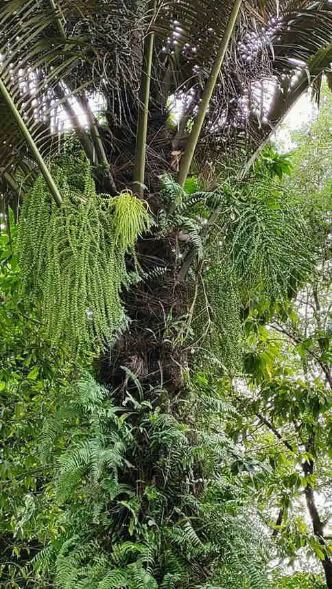 探望广州美髯公 || 李健鸿 探望广州美髯公 || 李健鸿