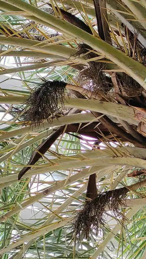 探望广州美髯公 || 李健鸿 探望广州美髯公 || 李健鸿