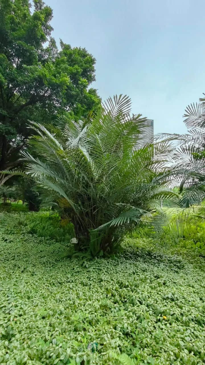 在广州的万绿丛中漫步 || 李健鸿 在广州的万绿丛中漫步 || 李健鸿