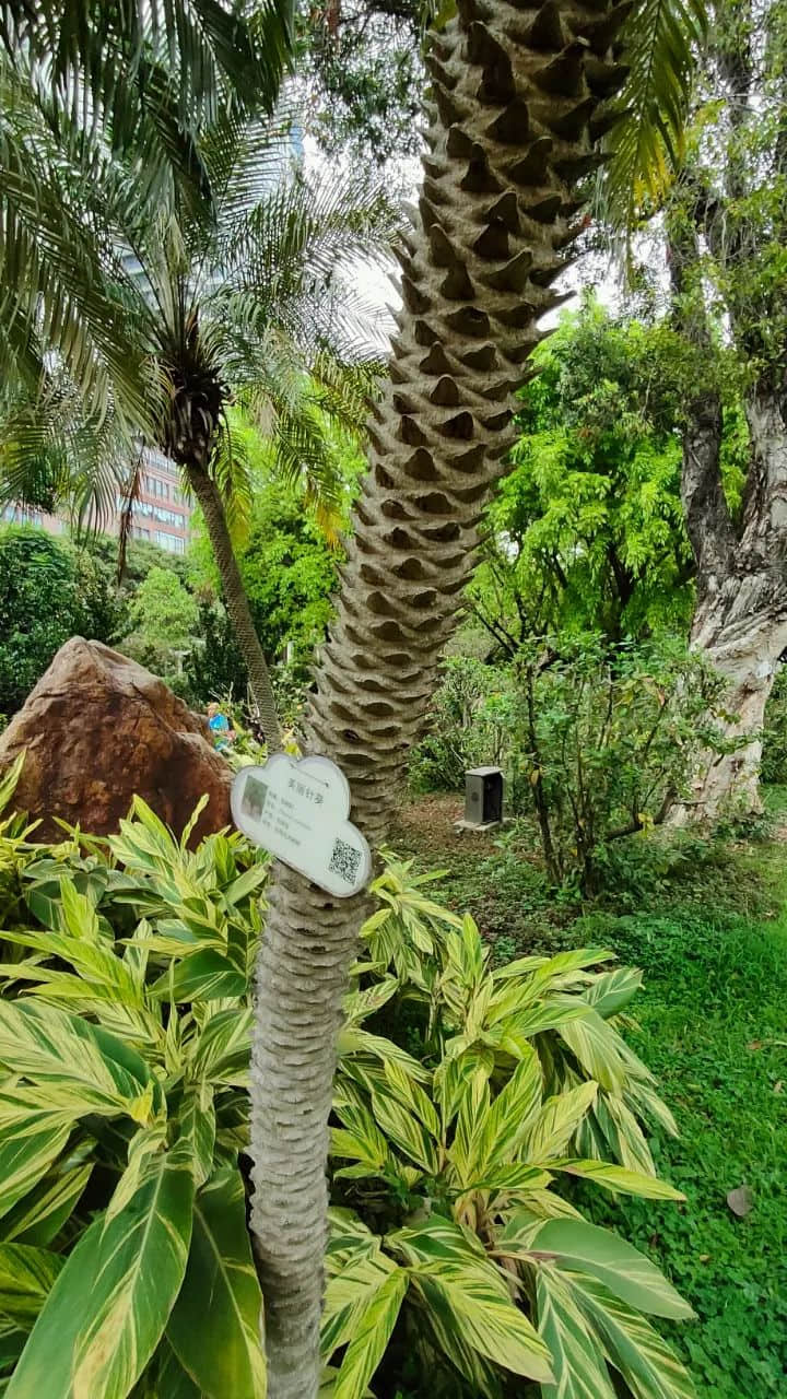 在广州的万绿丛中漫步 || 李健鸿 在广州的万绿丛中漫步 || 李健鸿