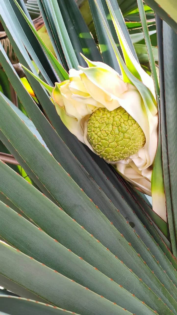 谷雨滋润露兜花 || 李健鸿 谷雨滋润露兜花 || 李健鸿