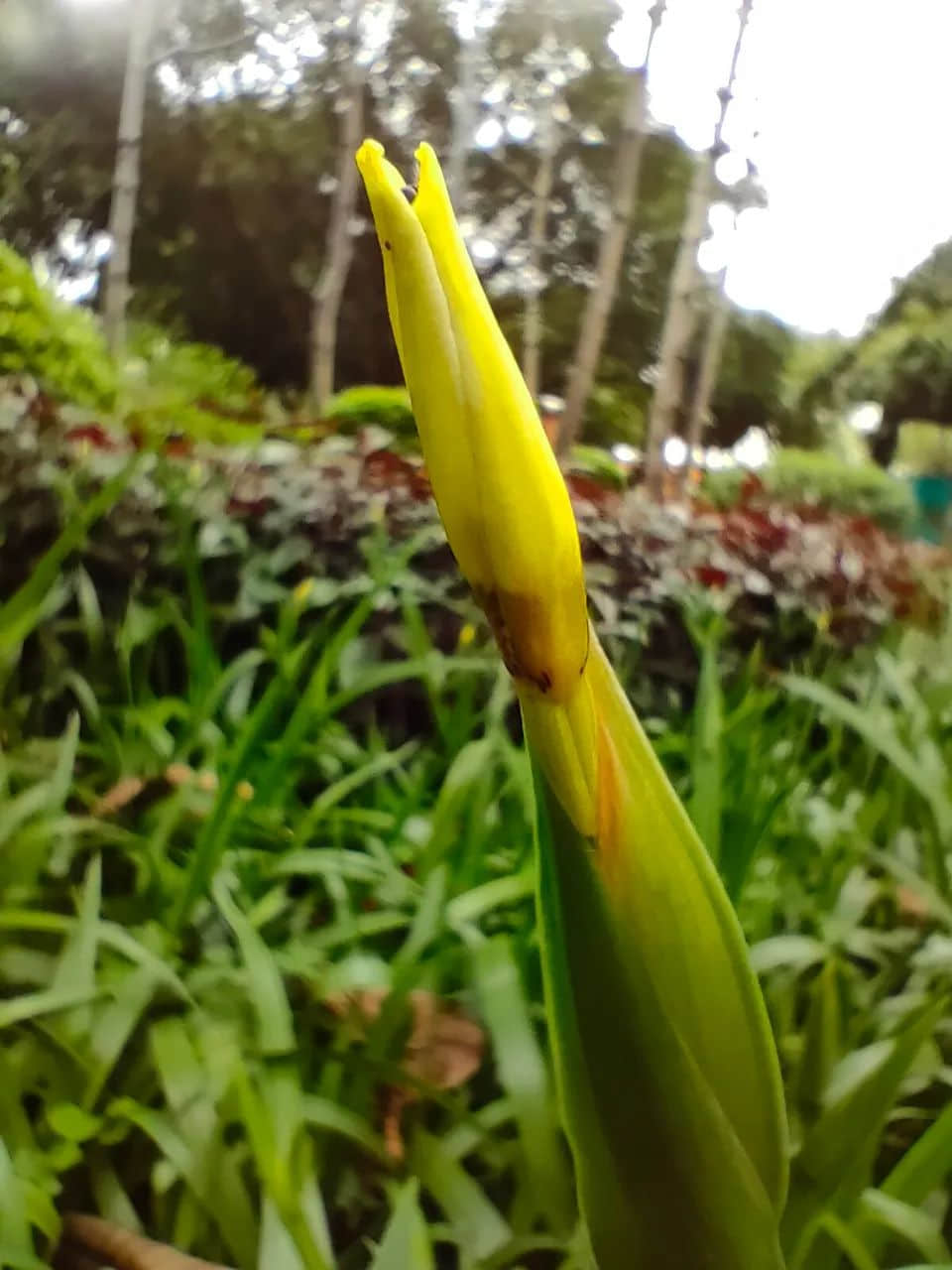 在广州的万绿丛中漫步 || 李健鸿 在广州的万绿丛中漫步 || 李健鸿