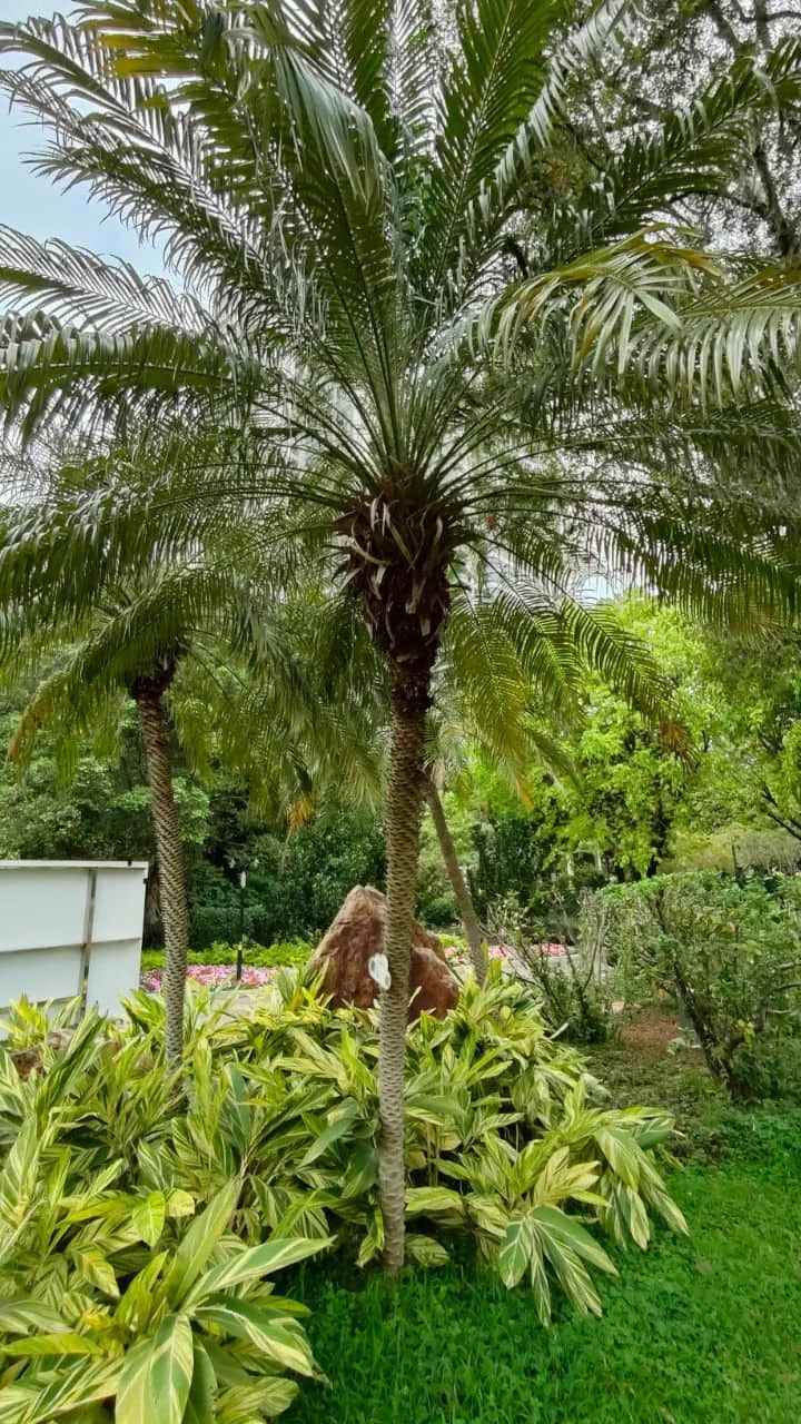 在广州的万绿丛中漫步 || 李健鸿 在广州的万绿丛中漫步 || 李健鸿