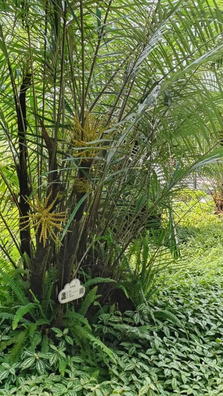 在广州的万绿丛中漫步 || 李健鸿 在广州的万绿丛中漫步 || 李健鸿