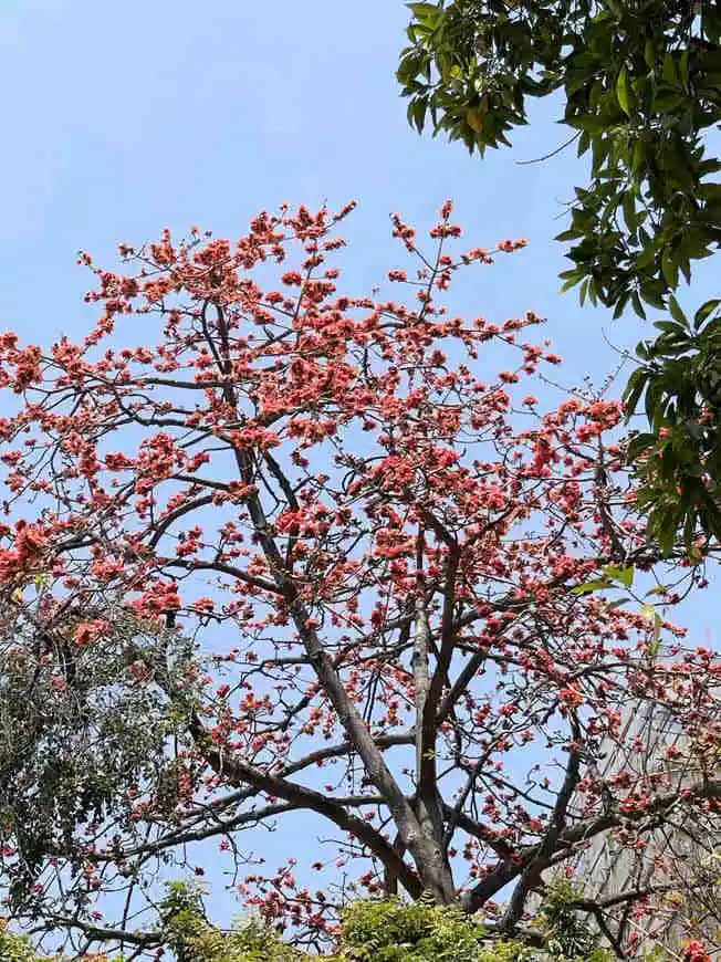 越秀山的木棉树,半里飞红惊火树 || 冯沛祖 越秀山的木棉树,半里飞红惊火树 || 冯沛祖
