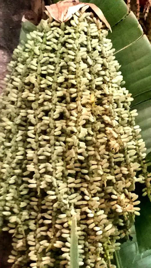 探望广州美髯公 || 李健鸿 探望广州美髯公 || 李健鸿