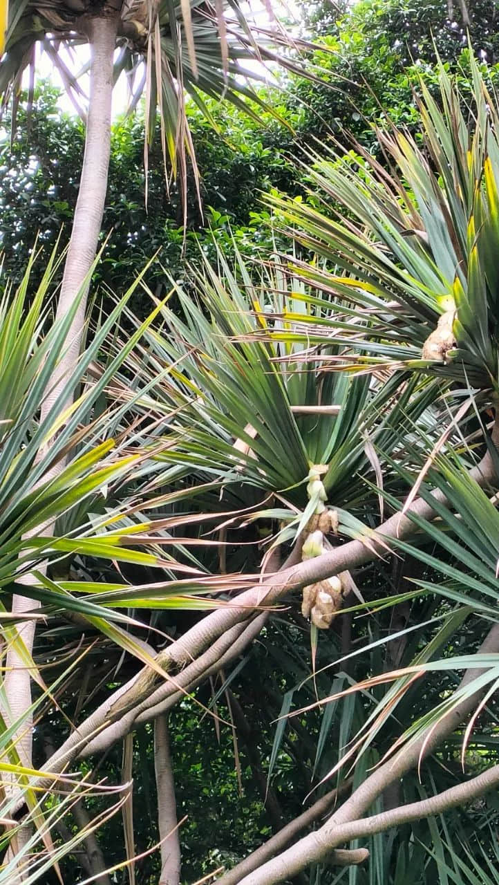 谷雨滋润露兜花 || 李健鸿 谷雨滋润露兜花 || 李健鸿