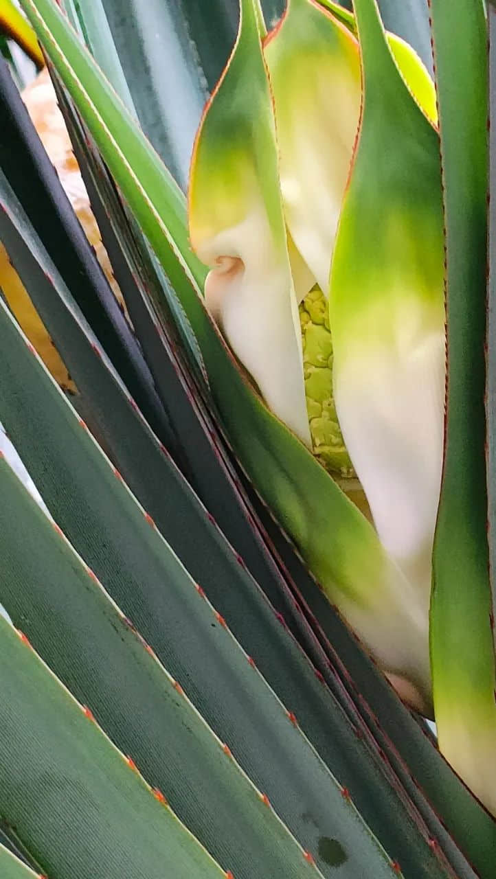 谷雨滋润露兜花 || 李健鸿 谷雨滋润露兜花 || 李健鸿