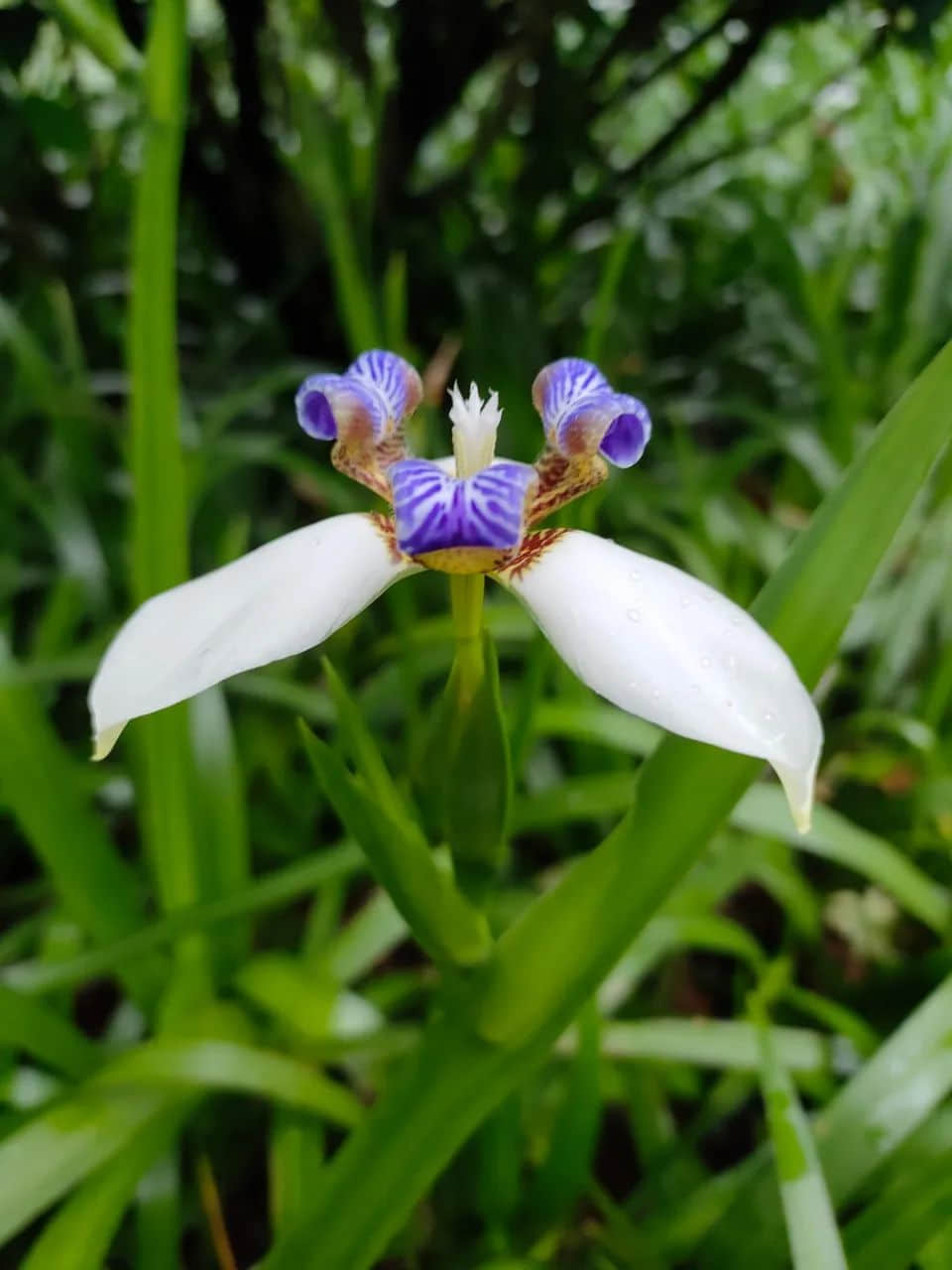 在广州的万绿丛中漫步 || 李健鸿 在广州的万绿丛中漫步 || 李健鸿
