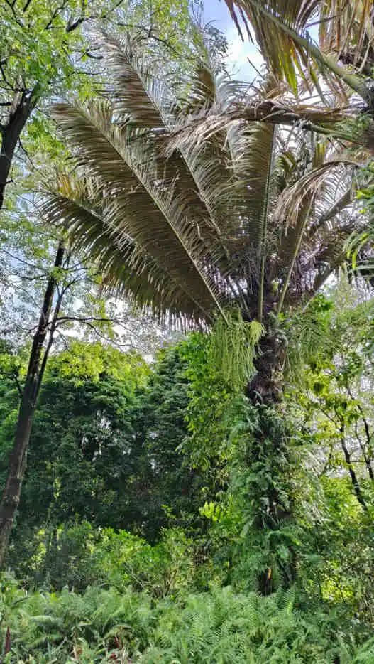 探望广州美髯公 || 李健鸿 探望广州美髯公 || 李健鸿