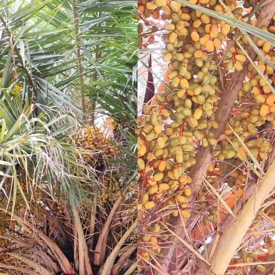 探望广州美髯公 || 李健鸿 探望广州美髯公 || 李健鸿