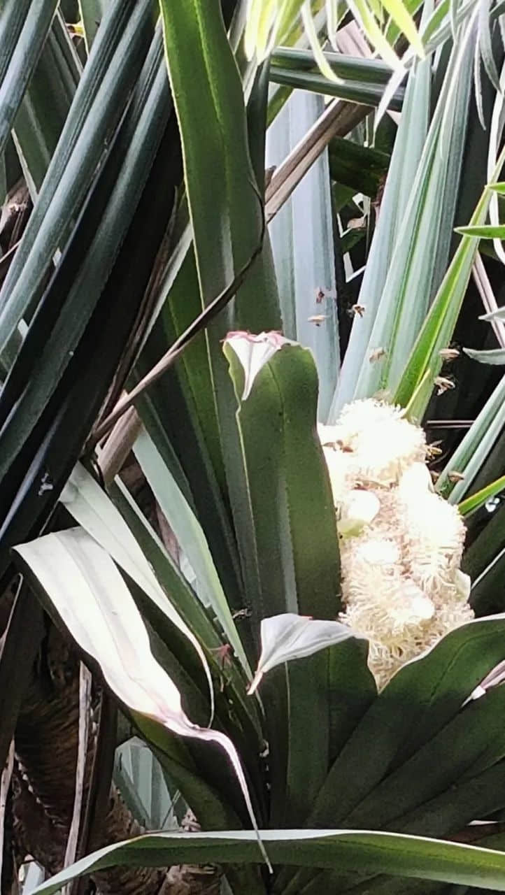 谷雨滋润露兜花 || 李健鸿 谷雨滋润露兜花 || 李健鸿