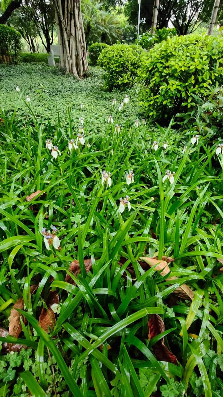 在广州的万绿丛中漫步 || 李健鸿 在广州的万绿丛中漫步 || 李健鸿