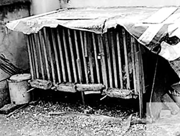 在家养鸡的趣事 || 李海明 在家养鸡的趣事 || 李海明