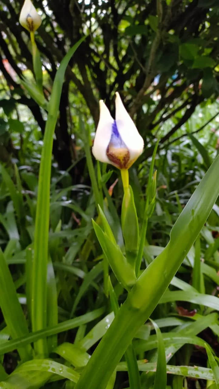 在广州的万绿丛中漫步 || 李健鸿 在广州的万绿丛中漫步 || 李健鸿