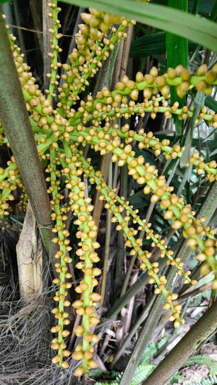 在广州的万绿丛中漫步 || 李健鸿 在广州的万绿丛中漫步 || 李健鸿