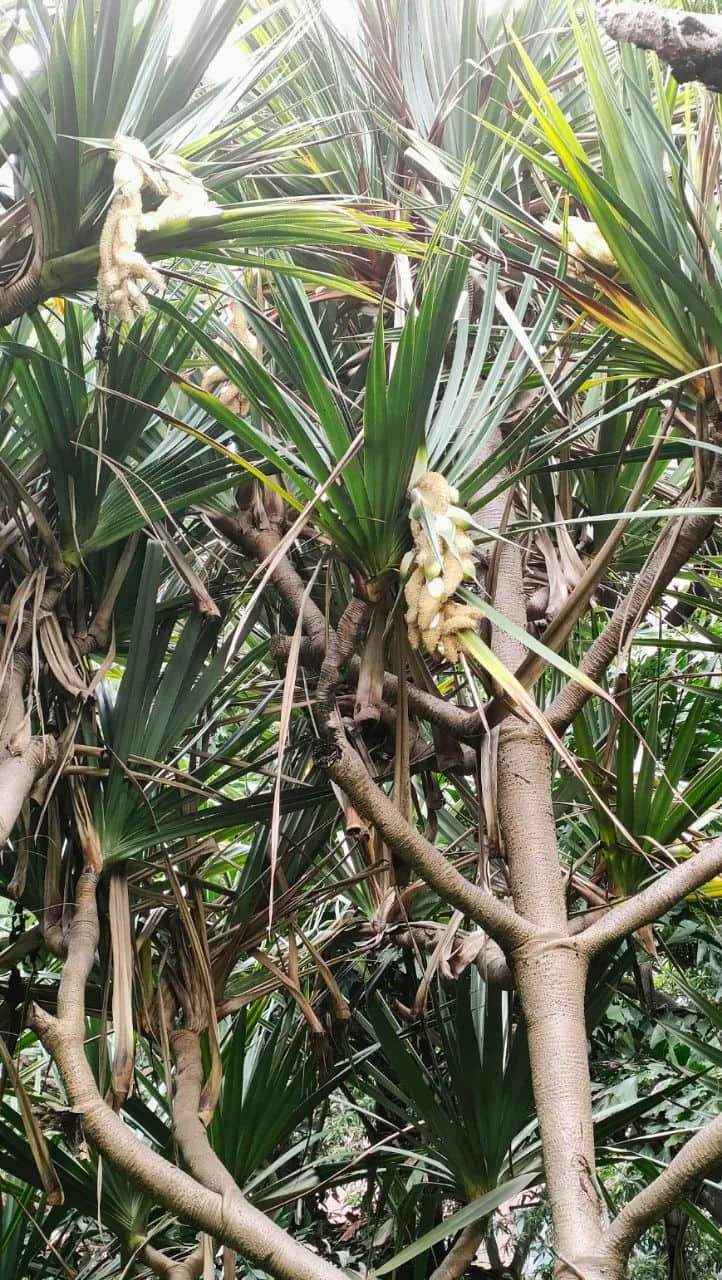 谷雨滋润露兜花 || 李健鸿 谷雨滋润露兜花 || 李健鸿