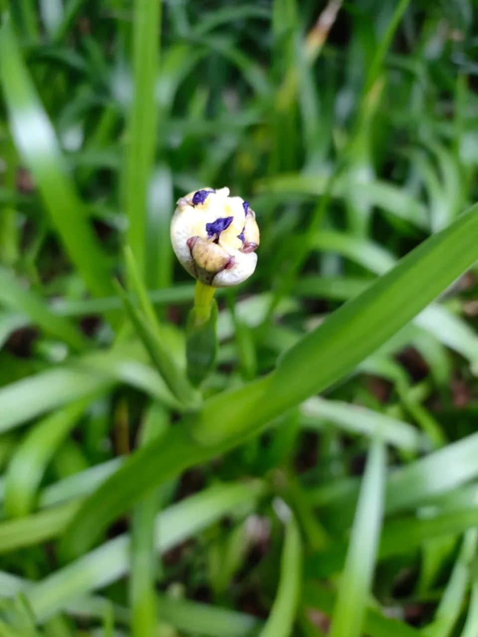 在广州的万绿丛中漫步 || 李健鸿 在广州的万绿丛中漫步 || 李健鸿