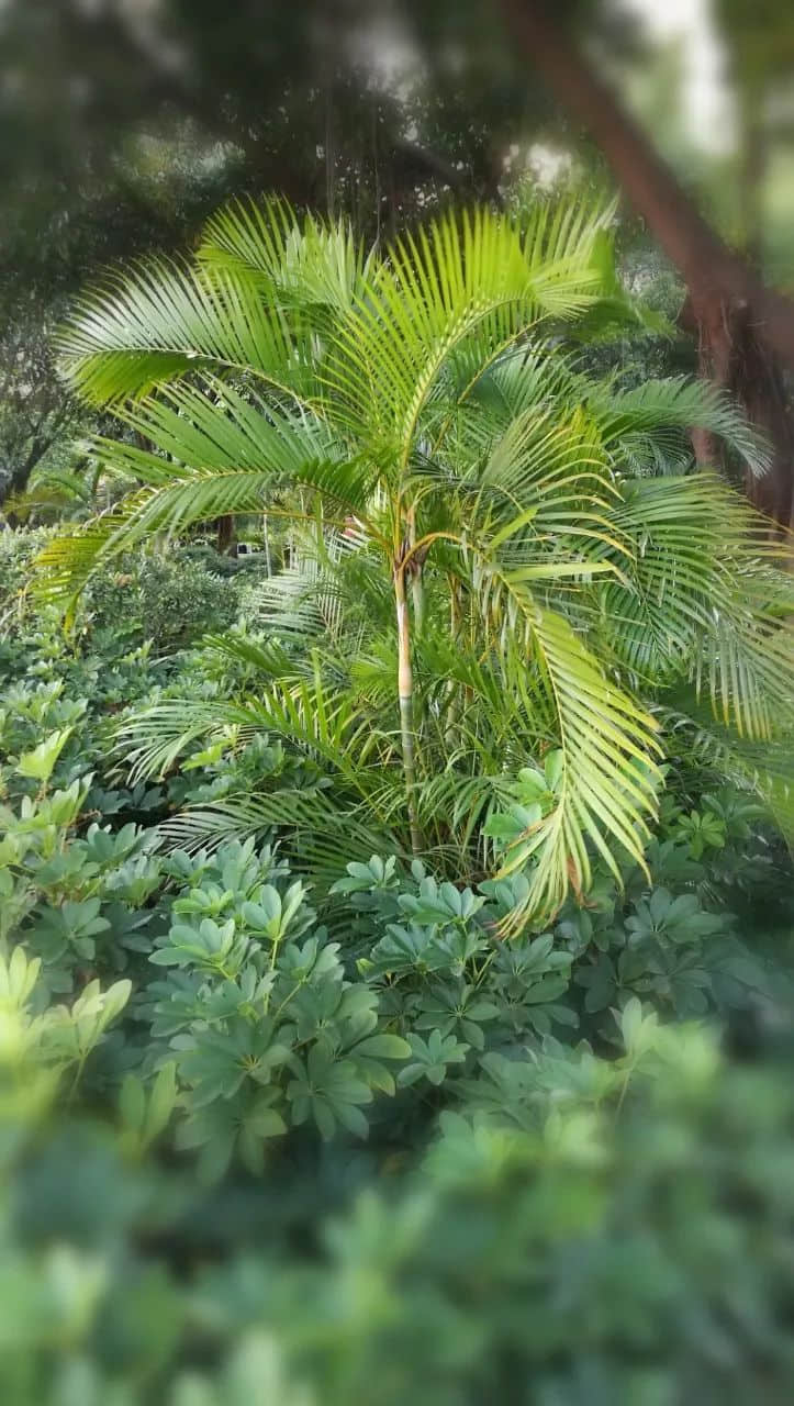 在广州的万绿丛中漫步 || 李健鸿 在广州的万绿丛中漫步 || 李健鸿