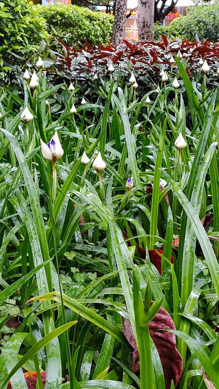 在广州的万绿丛中漫步 || 李健鸿 在广州的万绿丛中漫步 || 李健鸿