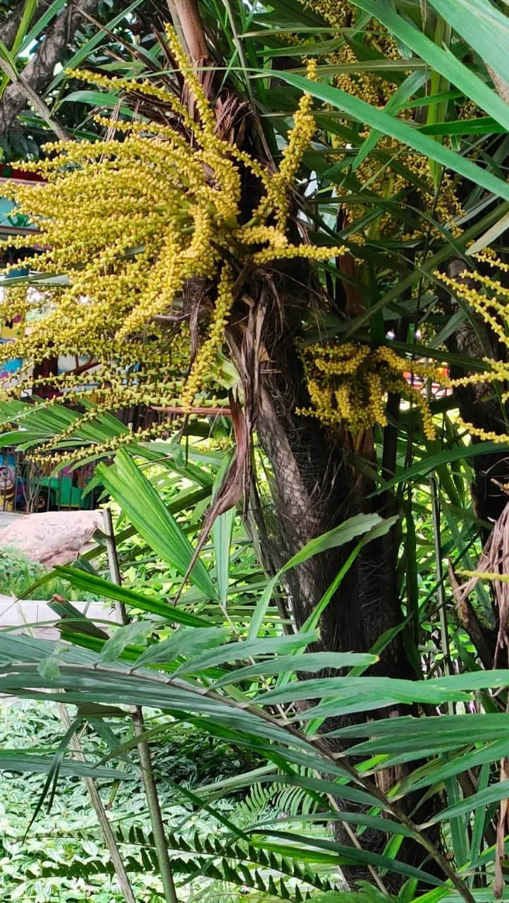 在广州的万绿丛中漫步 || 李健鸿 在广州的万绿丛中漫步 || 李健鸿