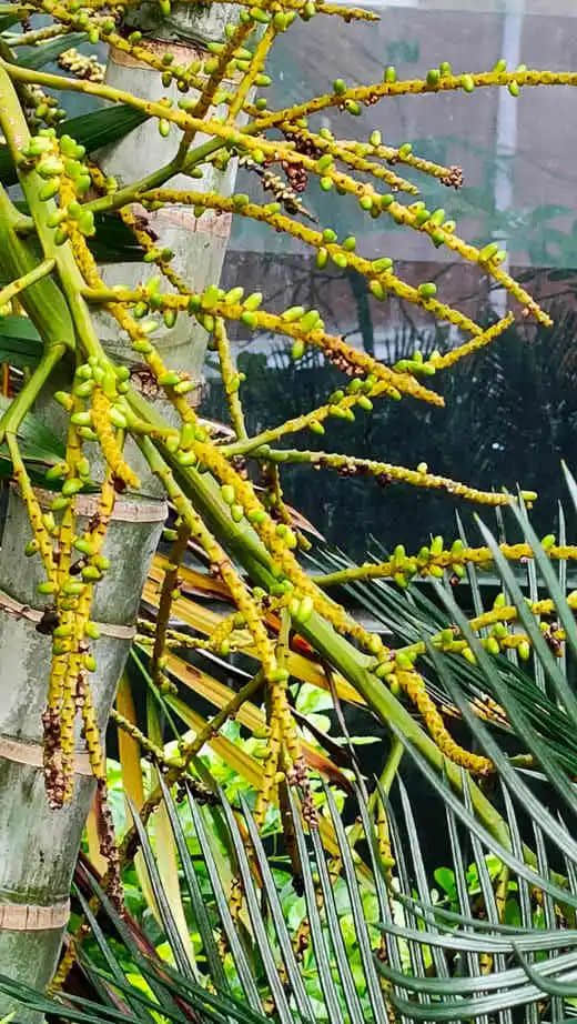 探望广州美髯公 || 李健鸿 探望广州美髯公 || 李健鸿