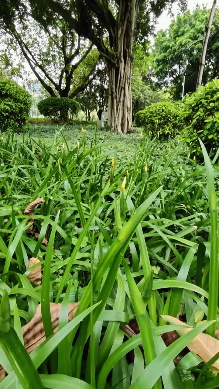 在广州的万绿丛中漫步 || 李健鸿 在广州的万绿丛中漫步 || 李健鸿