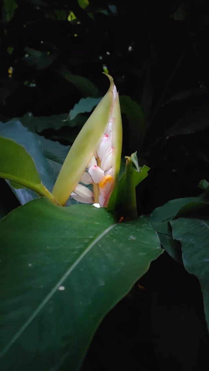 在广州的万绿丛中漫步 || 李健鸿 在广州的万绿丛中漫步 || 李健鸿