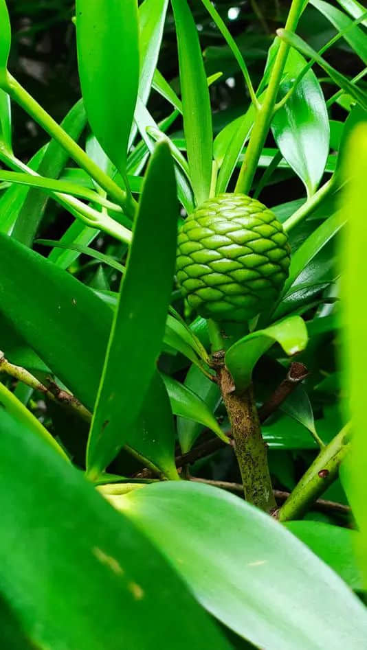 在华南植物园邂逅一位志愿者 || 李健鸿 在华南植物园邂逅一位志愿者 || 李健鸿