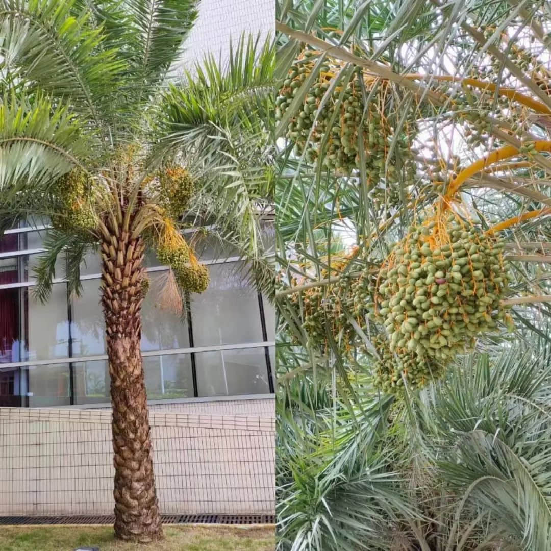 探望广州美髯公 || 李健鸿 探望广州美髯公 || 李健鸿