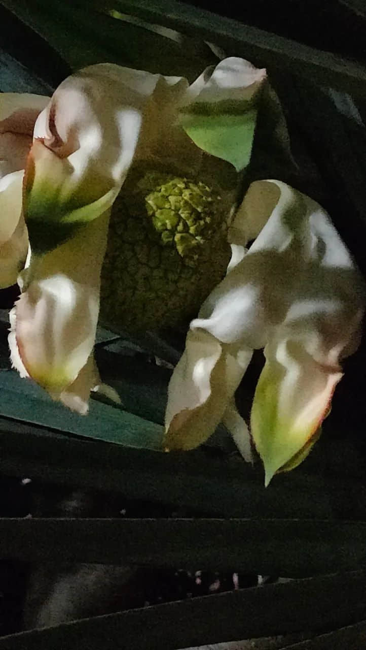 谷雨滋润露兜花 || 李健鸿 谷雨滋润露兜花 || 李健鸿