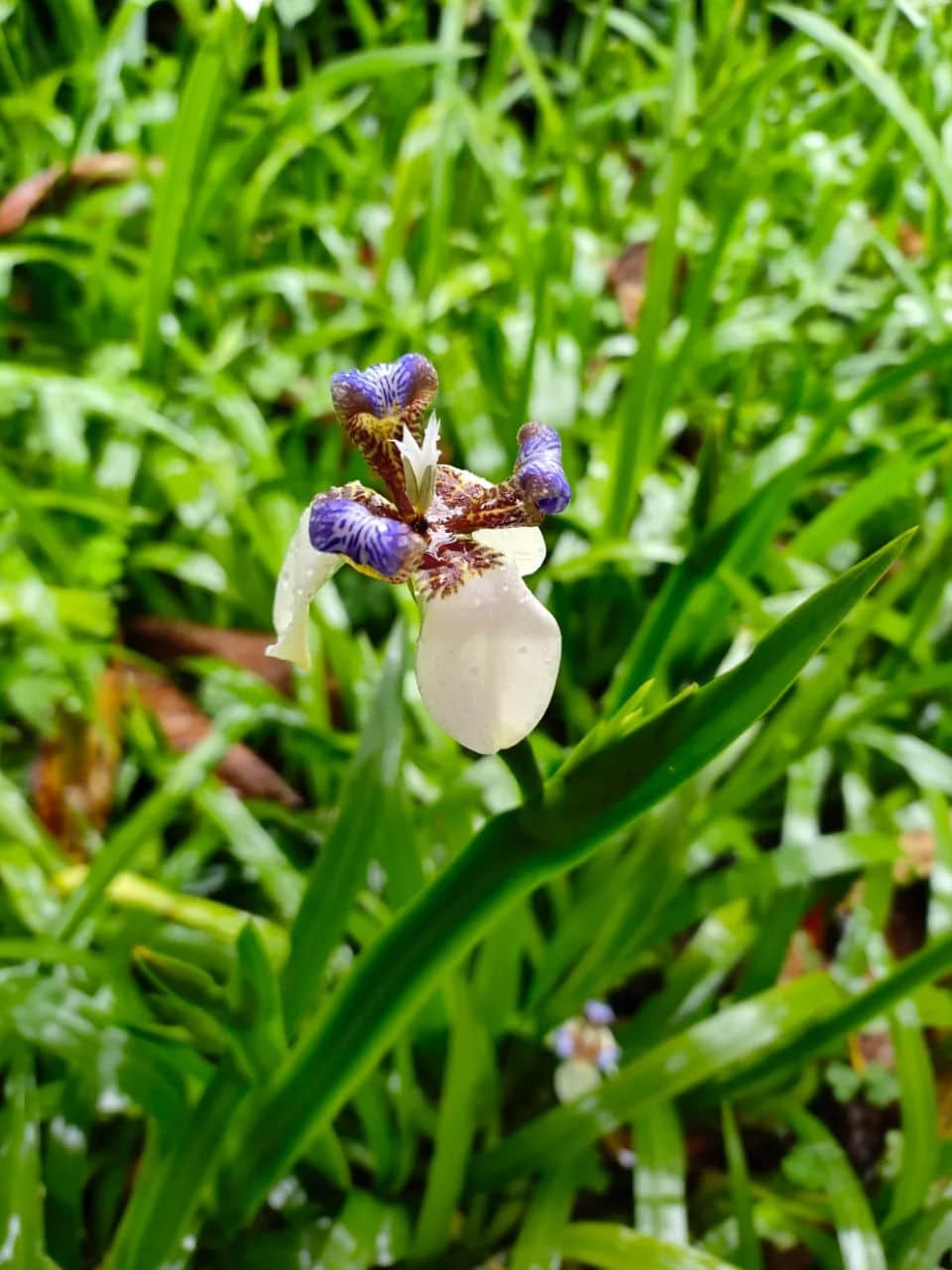 在广州的万绿丛中漫步 || 李健鸿 在广州的万绿丛中漫步 || 李健鸿
