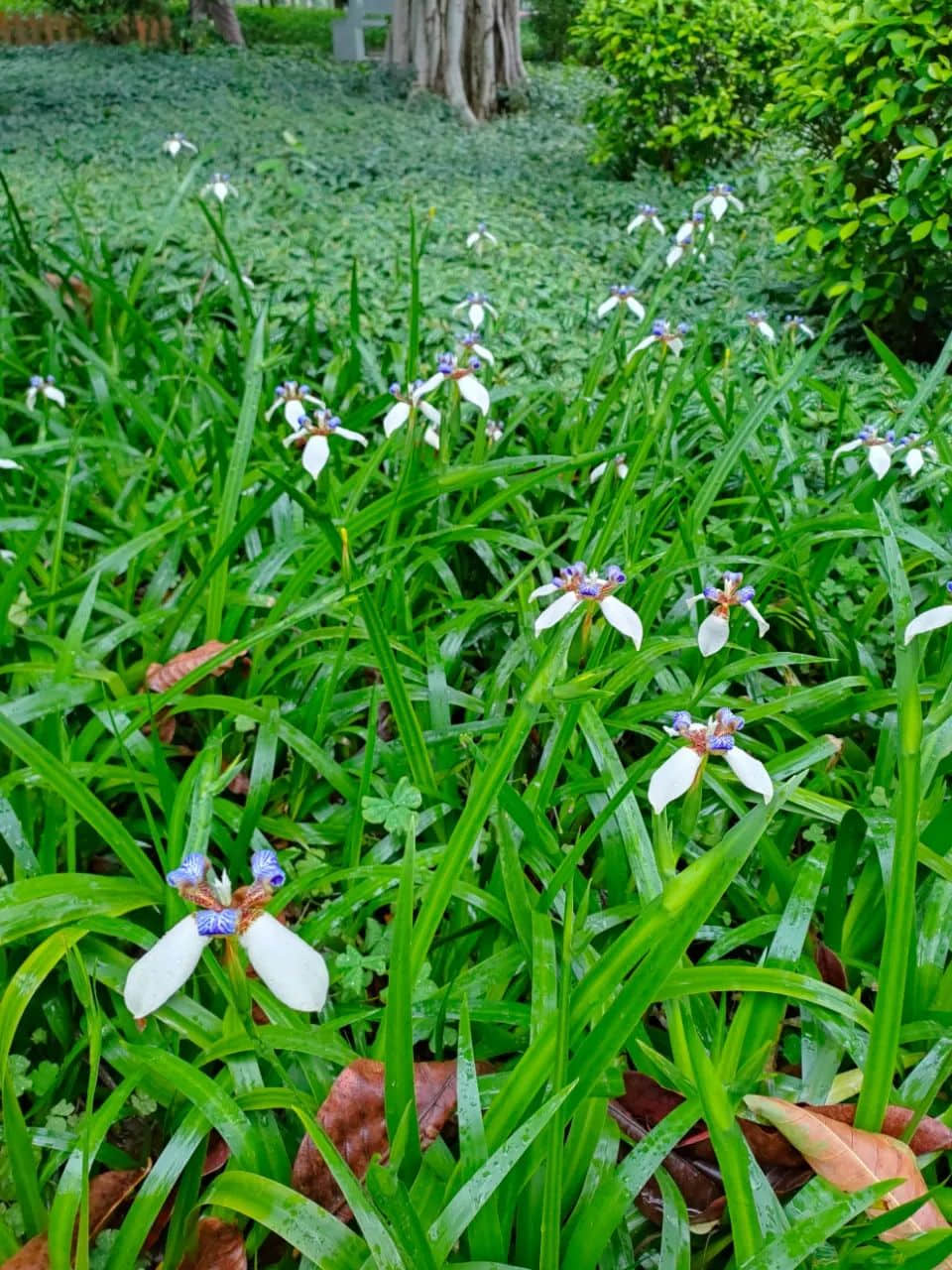 在广州的万绿丛中漫步 || 李健鸿 在广州的万绿丛中漫步 || 李健鸿