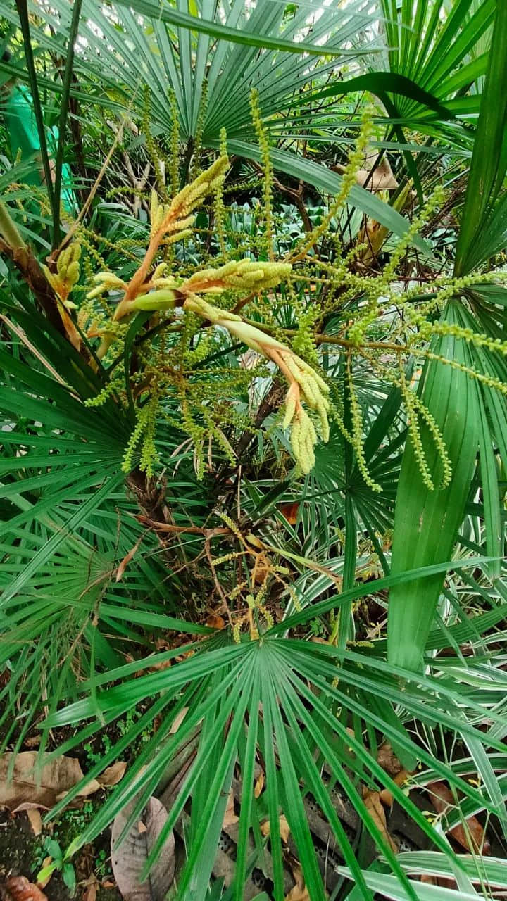 在广州的万绿丛中漫步 || 李健鸿 在广州的万绿丛中漫步 || 李健鸿