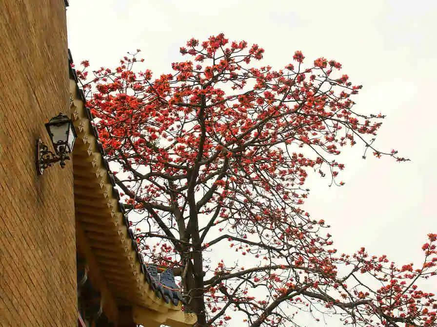 越秀山的木棉树,半里飞红惊火树 || 冯沛祖 越秀山的木棉树,半里飞红惊火树 || 冯沛祖