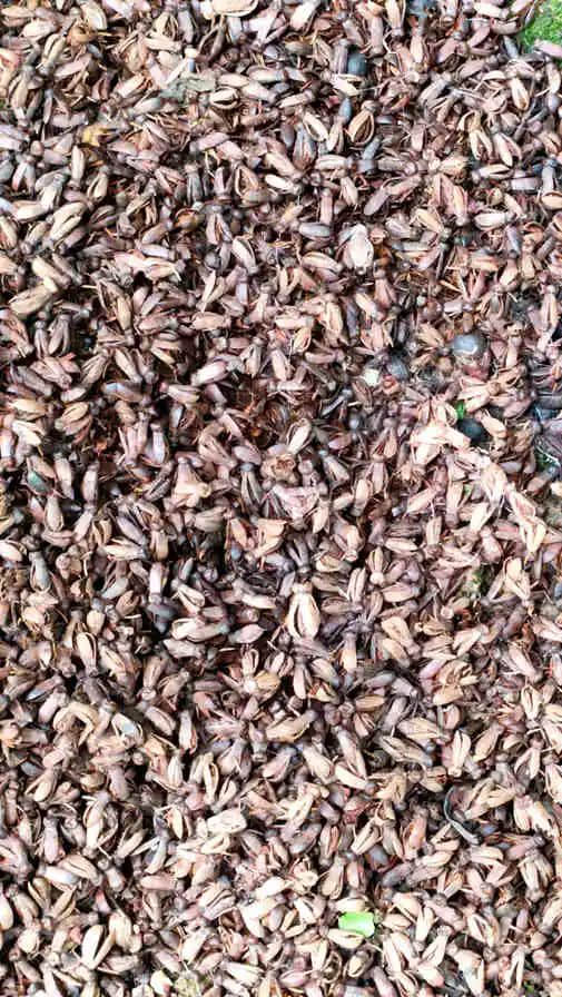 探望广州美髯公 || 李健鸿 探望广州美髯公 || 李健鸿