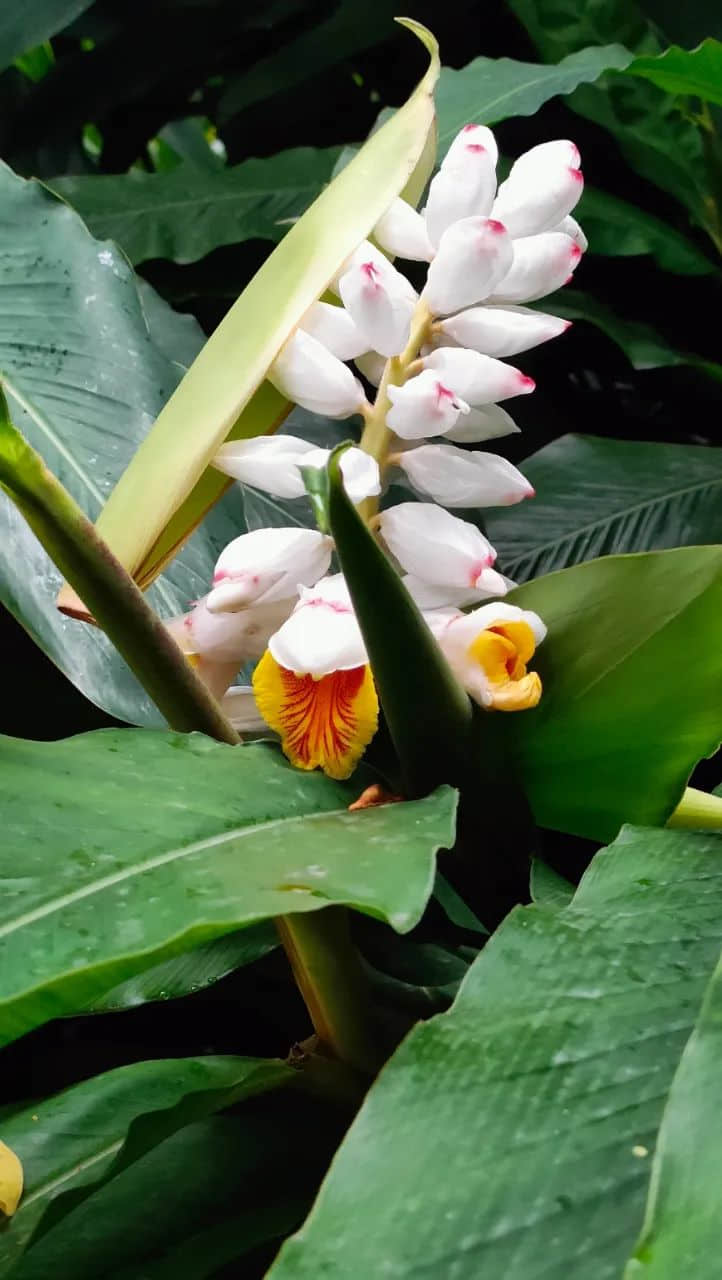 在广州的万绿丛中漫步 || 李健鸿 在广州的万绿丛中漫步 || 李健鸿