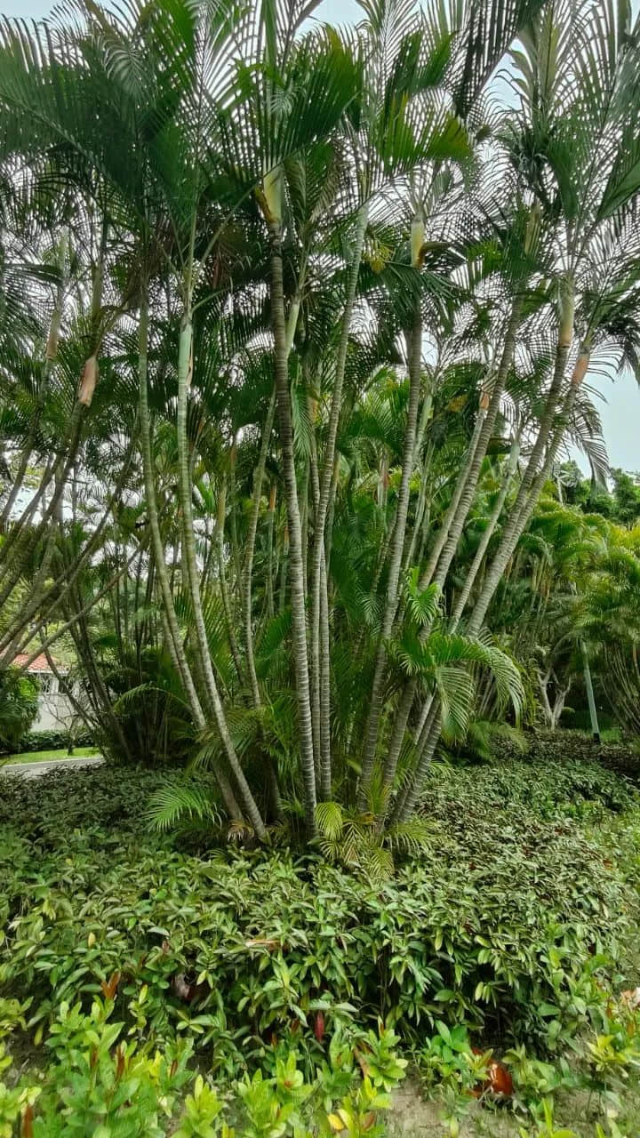 在广州的万绿丛中漫步 || 李健鸿 在广州的万绿丛中漫步 || 李健鸿