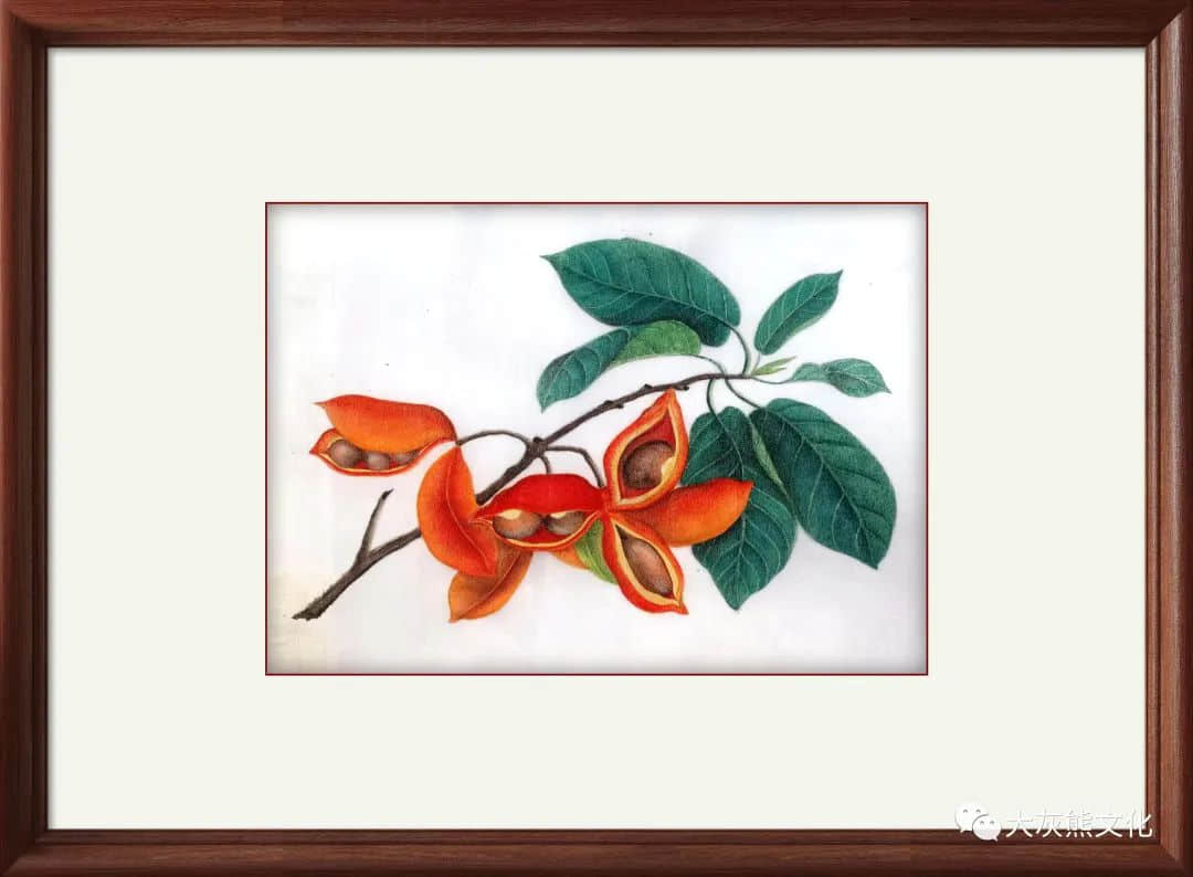 展讯 | 通草新颜:颜康平通草画作品展 展讯 | 通草新颜:颜康平通草画作品展