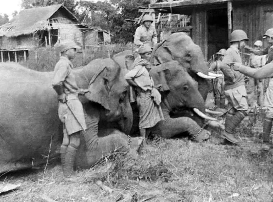 从一张广州大象照片说开去 || 荔人行 从一张广州大象照片说开去 || 荔人行