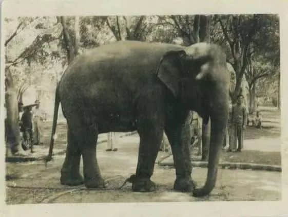 从一张广州大象照片说开去 || 荔人行 从一张广州大象照片说开去 || 荔人行