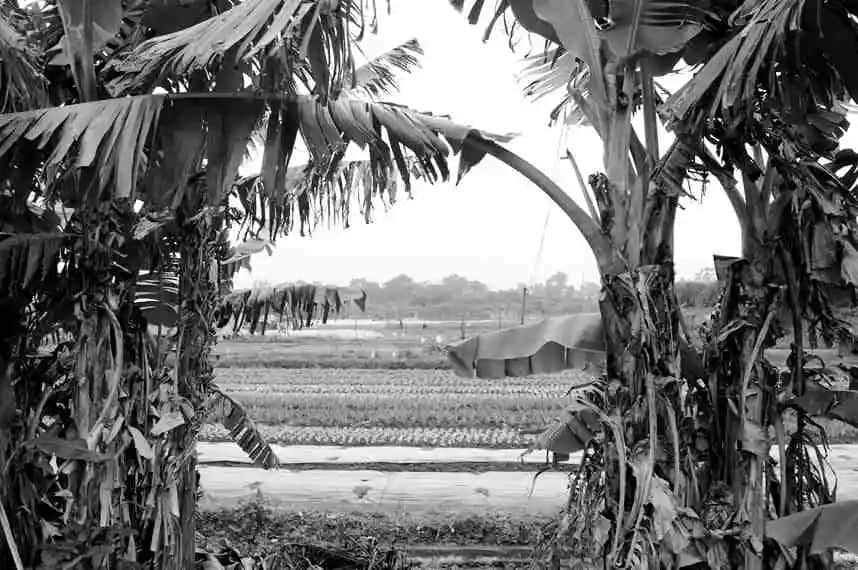 中山人的血脉渊源 中山人的血脉渊源